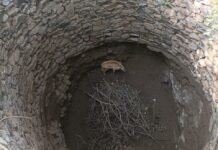 सिवनीं : खेत के कुँए में गिरा नीलगाय का बच्चा , ग्रामीणों ने बचाया…