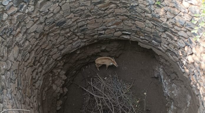 सिवनीं : खेत के कुँए में गिरा नीलगाय का बच्चा , ग्रामीणों ने बचाया…