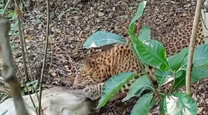 तेंदुए ने गाय की बछड़े के शिकार का ,live video