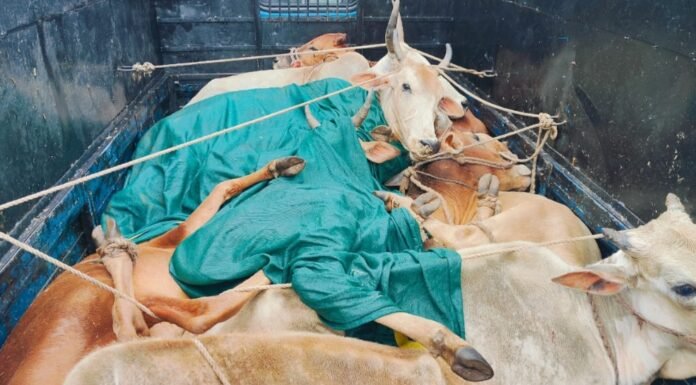 पांढुर्णा कलेक्टर की बड़ी कार्यवाई : 43 गौवंश की तस्करी करने वाले तीन वाहनो पर राजसात की कार्यवाई ,आदेश जारी